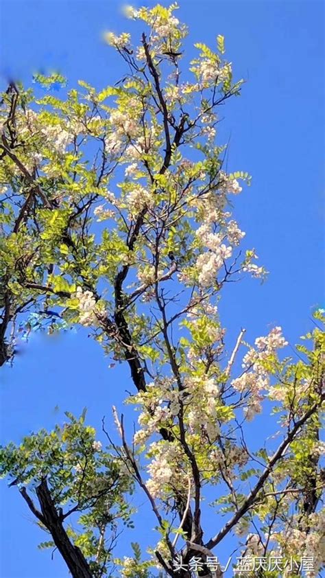 槐樹開花 孤宿